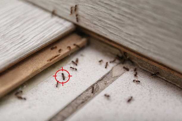 Trusted Batesburg Leesville, SC Pest Control Experts