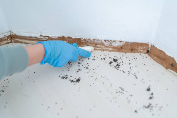 Best Emergency Pest Control  in Batesburg Leesville, SC